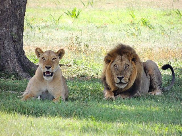 un safari dans le parc national du Serengeti en Tanzanie