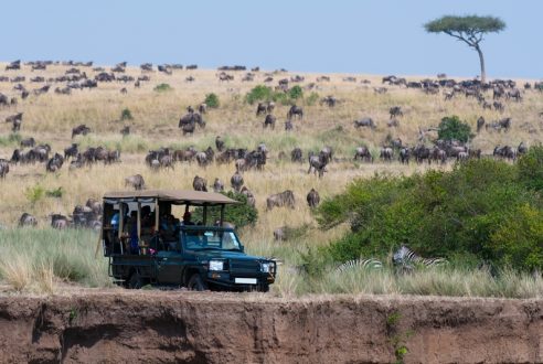 Quelle saison choisir pour votre safari au Kenya ?