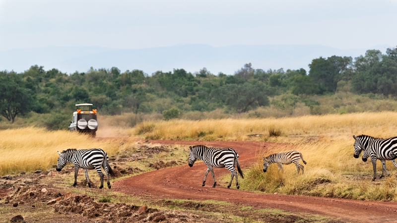 zèbre dans un safari